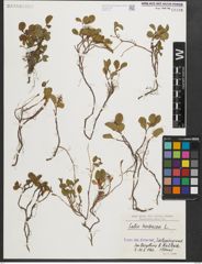 Foto von Salix herbacea L.